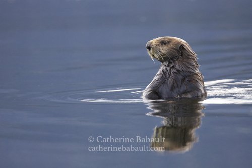 close-up of a sea otter upright, Enhydra lutris, on the coast of Vancouver Island, British Columbia, Canada, rights-managed, stock images, © Catherine Babault