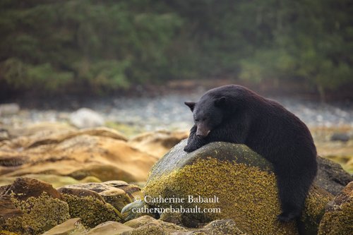 black bear, Ursus americanus vancouveri, rests on a boulder on the shoreline in Vancouver Island, British Columbia, Canada, rights-managed, stock images, © Catherine Babault