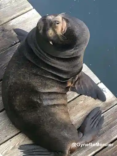 gynettemercier-380x507 copie