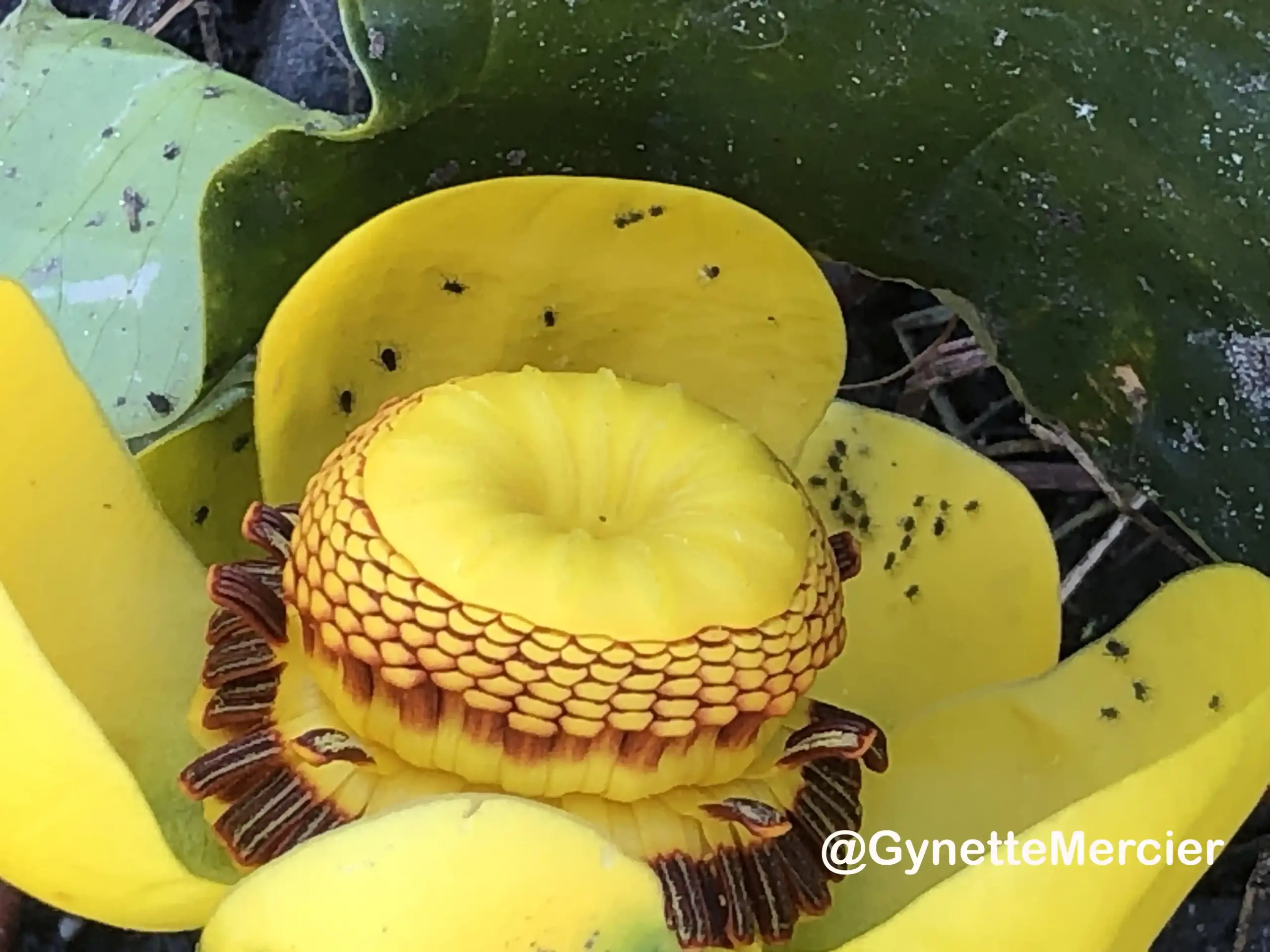 gynettemercier copie