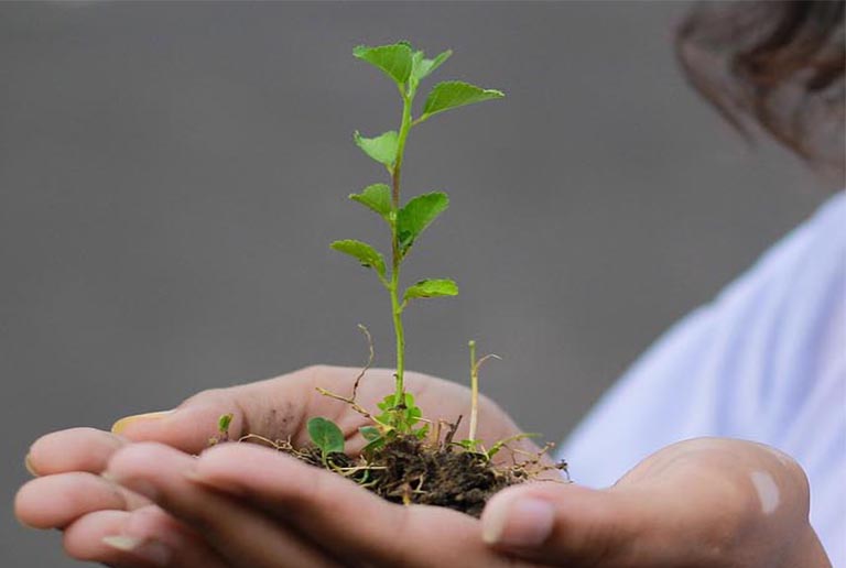 plant-6257392_1280 copie 2